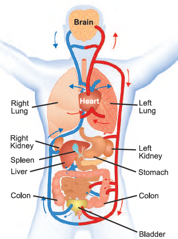 Home Oxygen Therapy Air Liquide Healthcare Australia   Diagram 0 